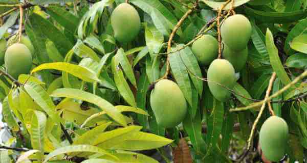 raw-mango-benefits